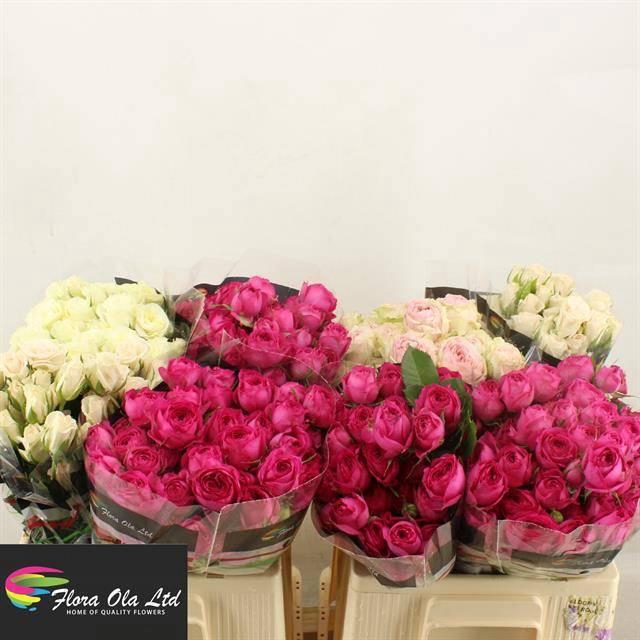 <h4>R TR GEM IN FUST</h4>