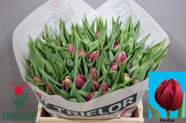 <h4>TU DU PONTIAC</h4>