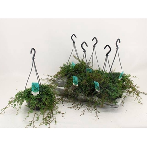 Selaginella uncinata Peacock 15Ø 25cm