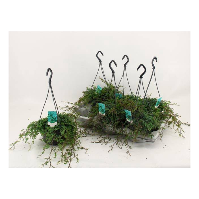 <h4>Selaginella uncinata Peacock 15Ø 25cm</h4>
