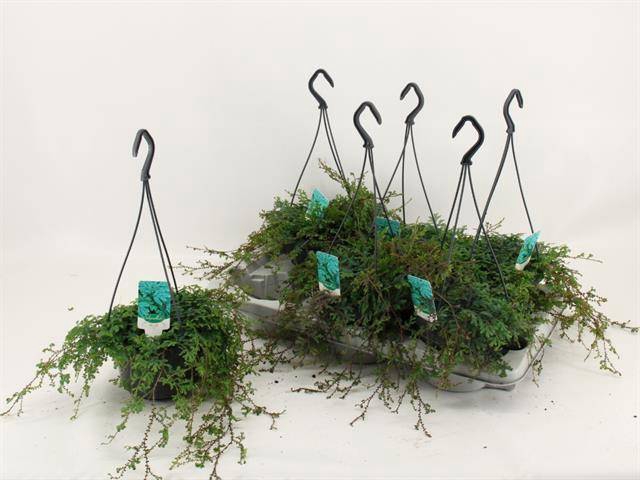 Selaginella uncinata Peacock 15Ø 25cm