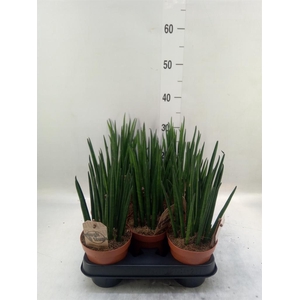 Sansevieria bacularis