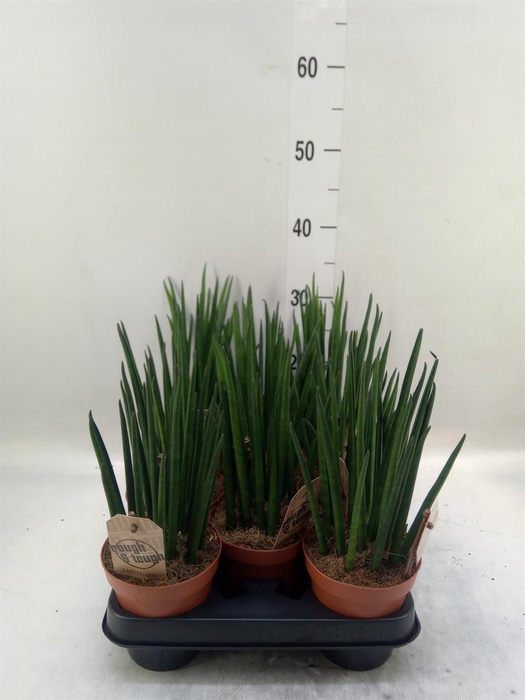 <h4>Sansevieria bacularis</h4>