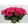 Dahlia Pink Punk