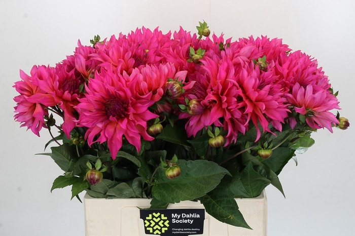 Dahlia Pink Punk
