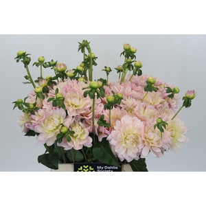 Dahlia DE 'Diana's Memory'