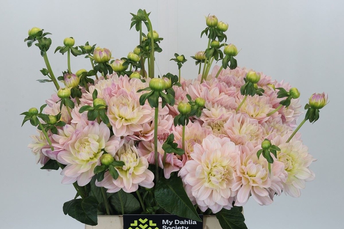 <h4>Dahlia DE 'Diana's Memory'</h4>