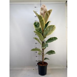 Ficus elastica 'Tineke'