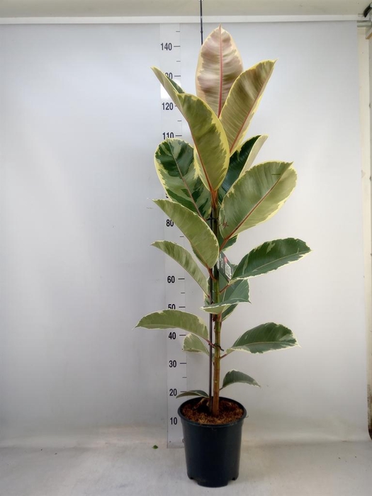 <h4>Ficus elastica 'Tineke'</h4>