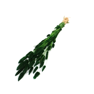 Dried flowers Lagurus 60cm 50g