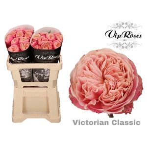 R Gr Victor Classic@