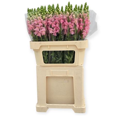 Antir Avignon Pink