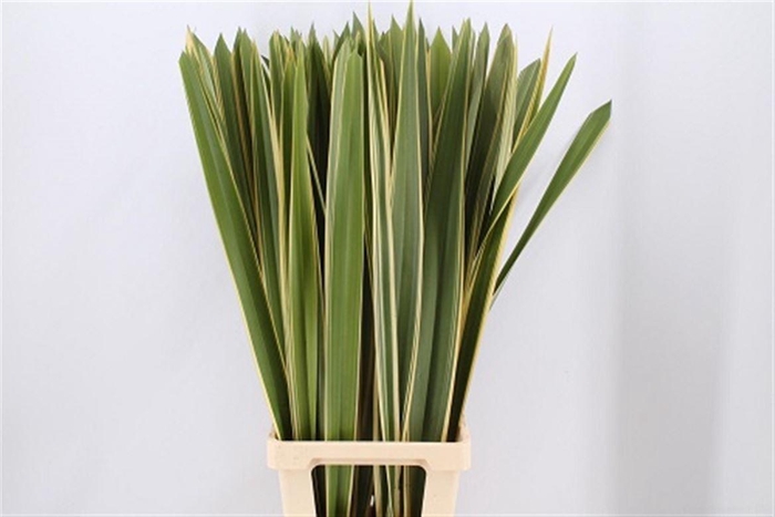 <h4>Phormium Bont</h4>