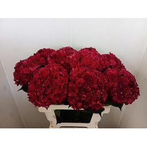 HYDR M MAG RUBYRED