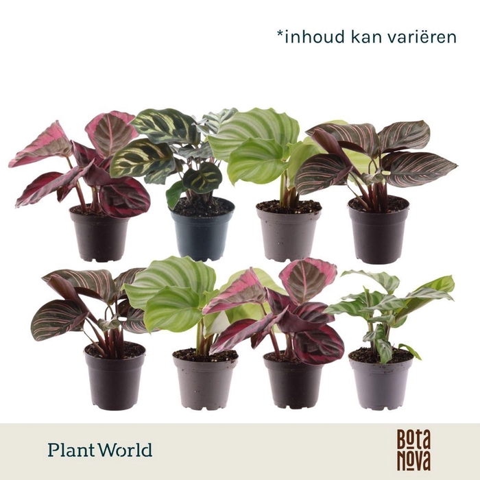<h4>Calathea</h4>
