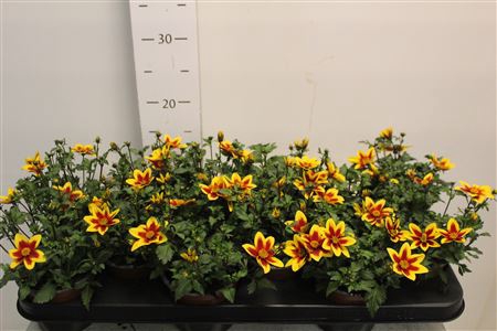 <h4>Bidens Bicolor</h4>