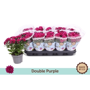 Chrysant Double Purple