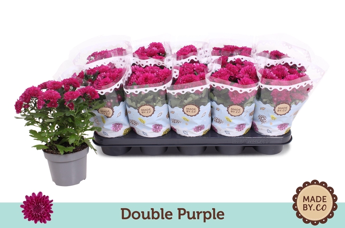 <h4>Chrysant Double Purple</h4>