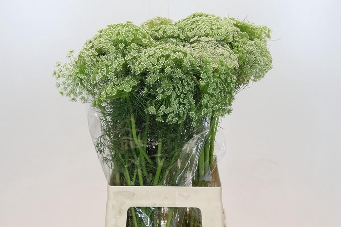 <h4>Ammi Visnaga</h4>