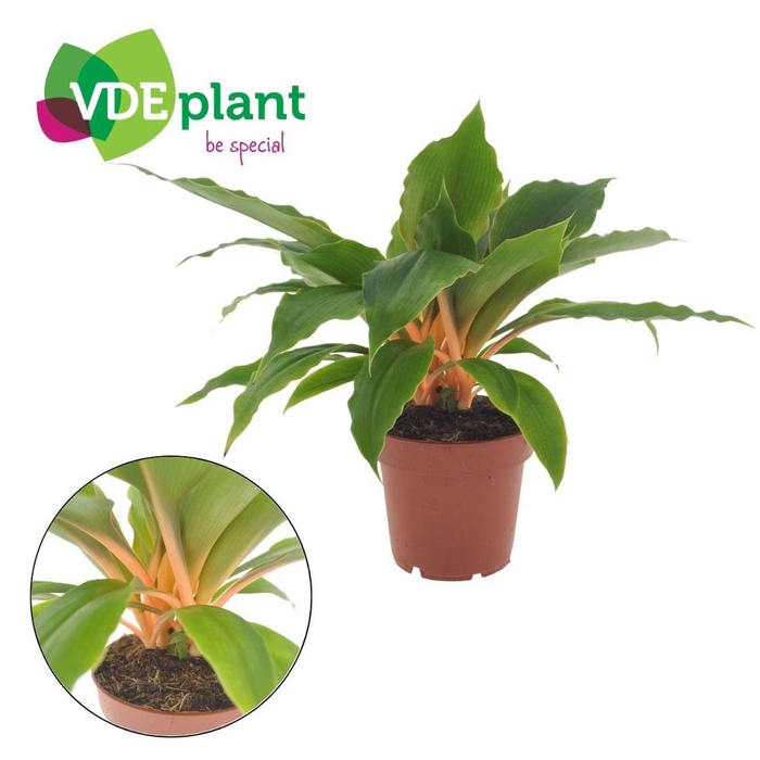 <h4>Tradescantia Sitara</h4>