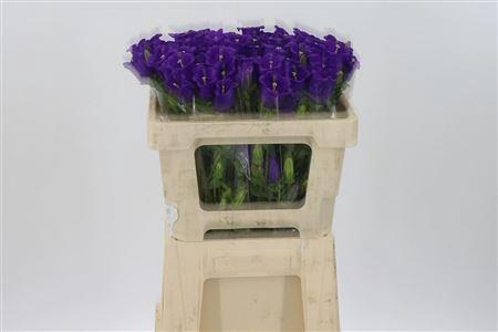 <h4>Camp M Champion Blue</h4>