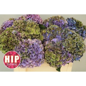 !! PROMO !! HYDR M CH RODEO CL