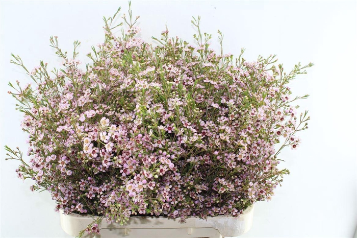 <h4>Chame Un Pink Dream</h4>