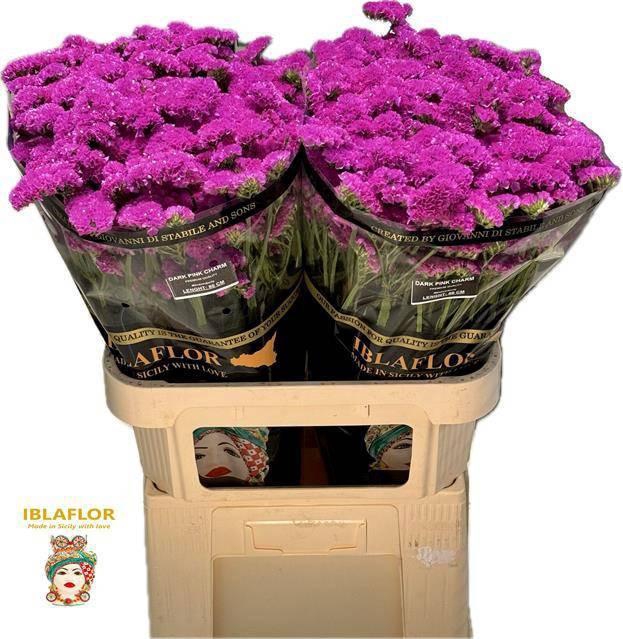 <h4>LIM S DARK PINK CHAR</h4>