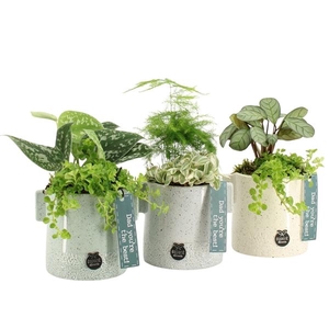 Arrangementen kamerplanten 6%