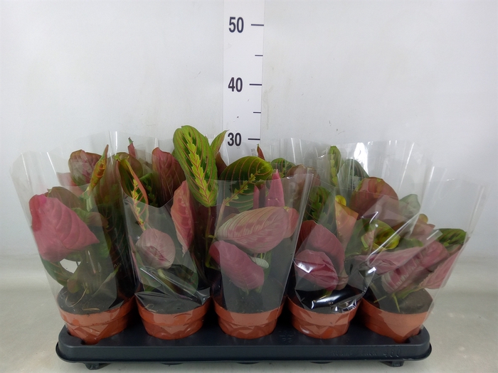 <h4>Maranta leuc. 'Fascinator'</h4>