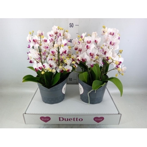 Phalaenopsis multi. 'FC Safe Haven'