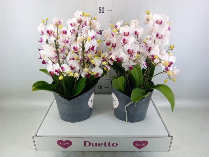 <h4>Phalaenopsis multi. 'FC Safe Haven'</h4>