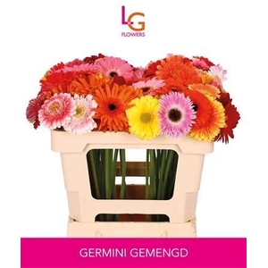 Ge Mi Gem