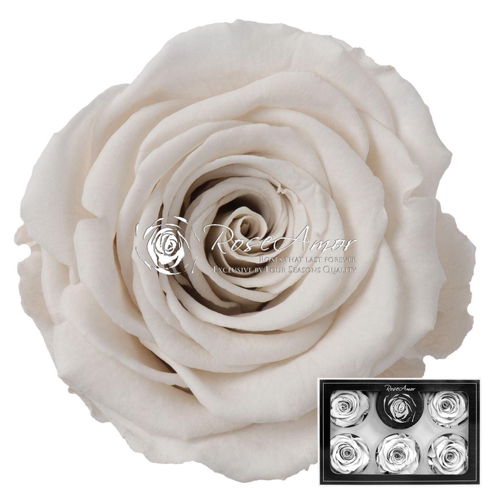 <h4>Pr 1 Whi04 Xl</h4>