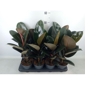 Ficus elastica 'Abidjan'