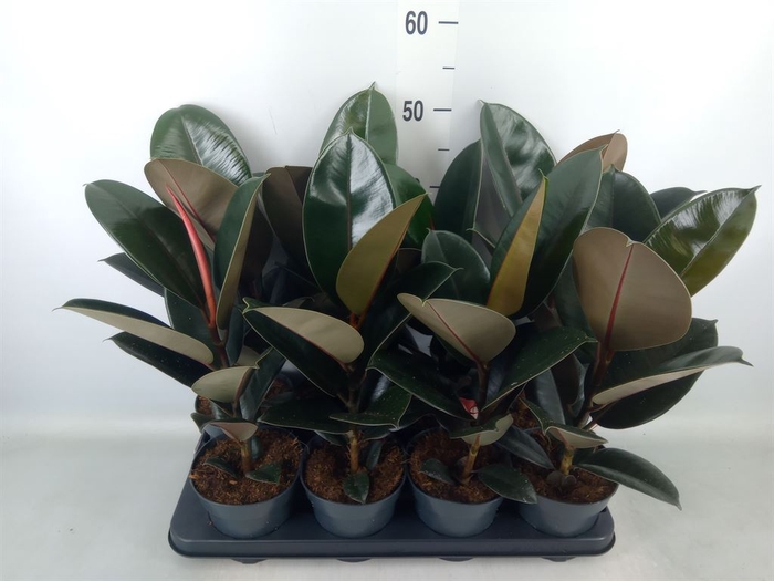 <h4>Ficus elastica 'Abidjan'</h4>