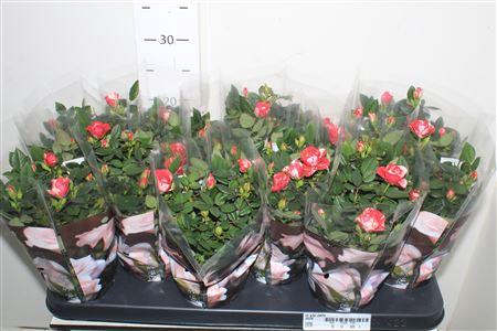 <h4>** Ro Gigi Party Winter Promo *</h4>