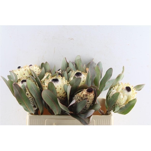 Protea Barbigera M Ice Queen