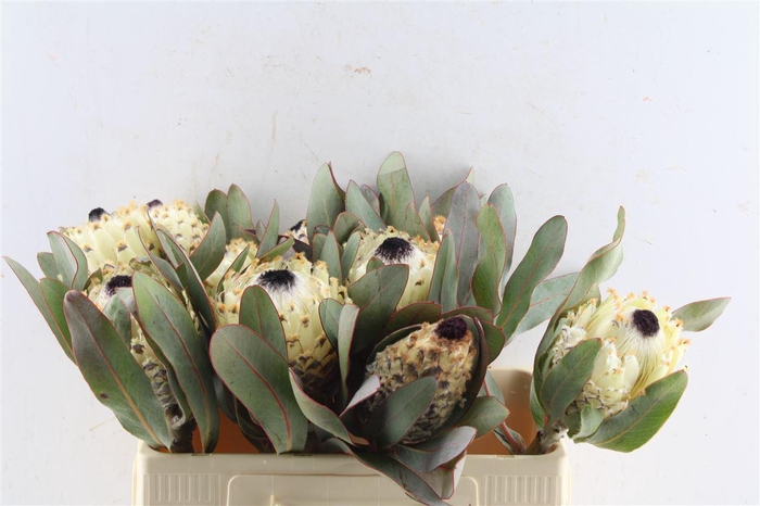 <h4>Protea Barbigera M Ice Queen</h4>