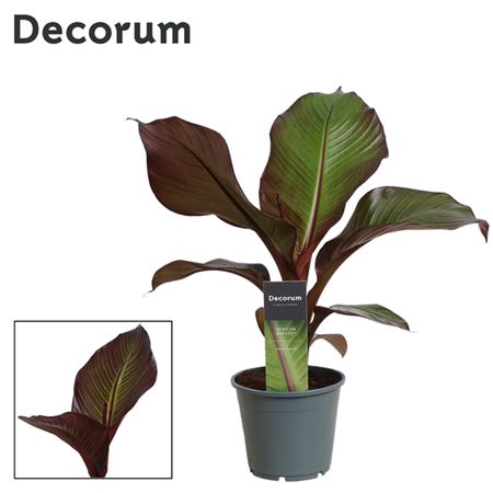 <h4>Musa Maurelli Red Banana</h4>