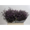Limonium ov Safora Lilac