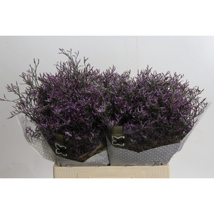 Limonium ov Safora Lilac