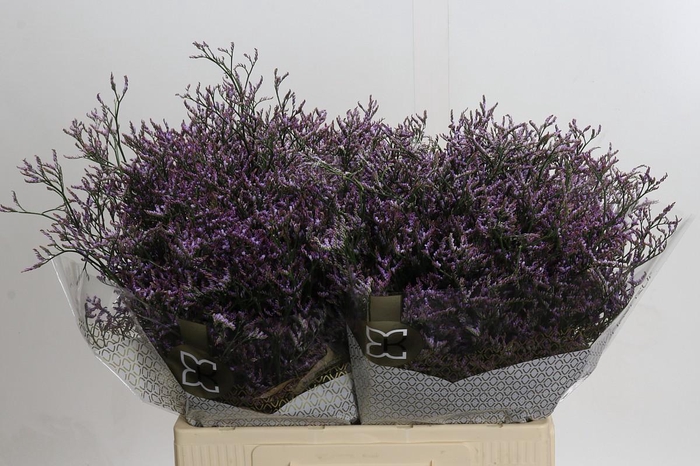 <h4>Limonium ov Safora Lilac</h4>