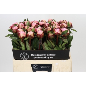 Paeonia Gardenia