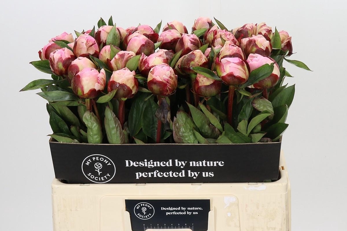 Paeonia Gardenia