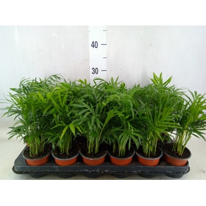 Chamaedorea elegans