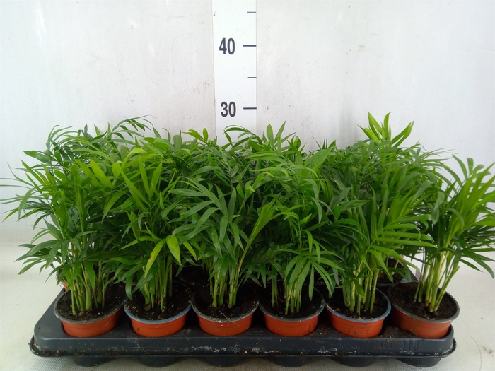 <h4>Chamaedorea elegans</h4>