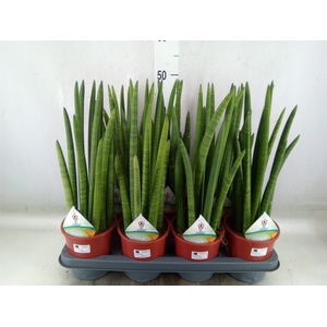 Sansevieria cyl.  ...