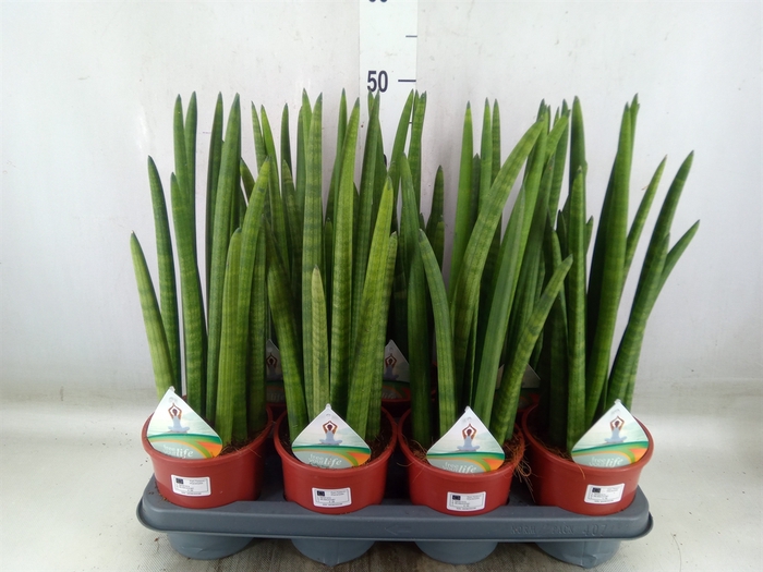 <h4>Sansevieria cyl.  ...</h4>