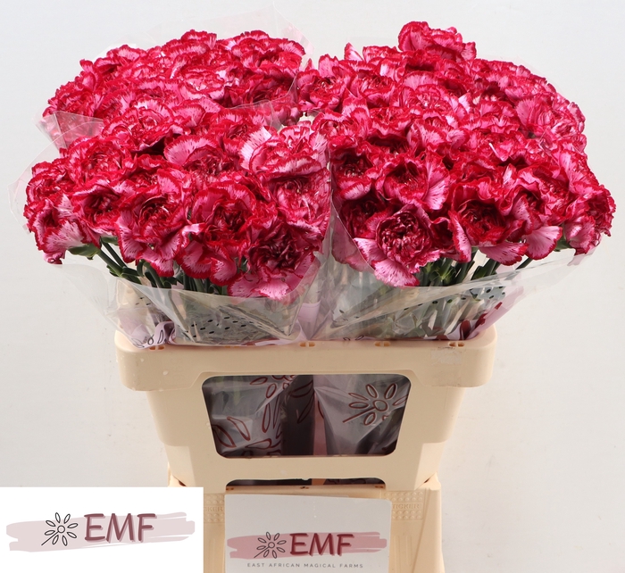 <h4>DI ST BACARAT PURPLE</h4>